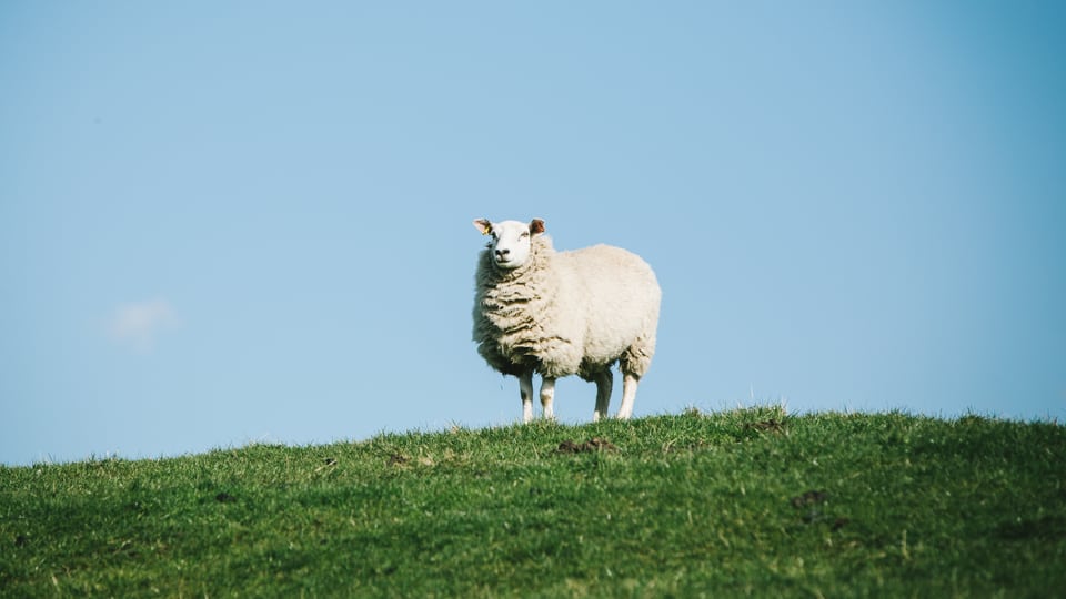 Ein Schaf auf einer Wiese.