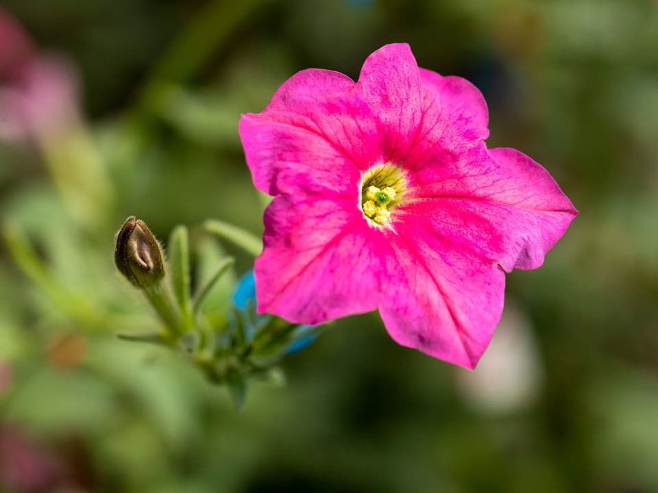 Eine pinke Petunien-Blüte