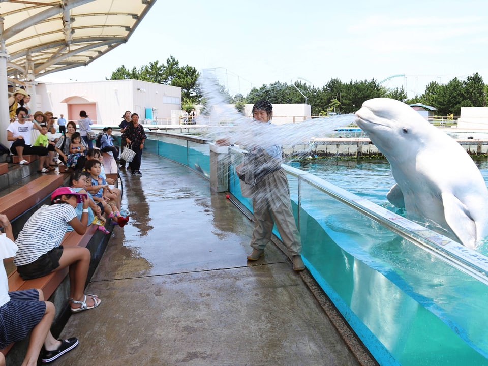 Im Delfinpark Hakkeijima in Yokohama lassen sich Kinder von einem Belugawal absprühen.