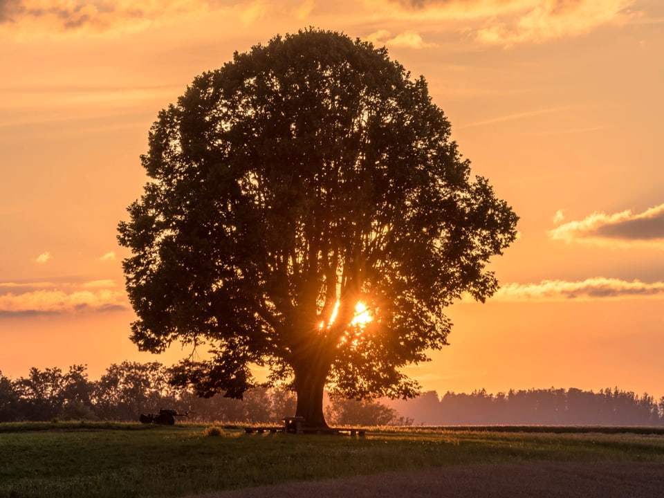 8. Juli In der Region Bern, Büren zum Hof, gab es einen goldenen Sonnenuntergang zu bestaunen.