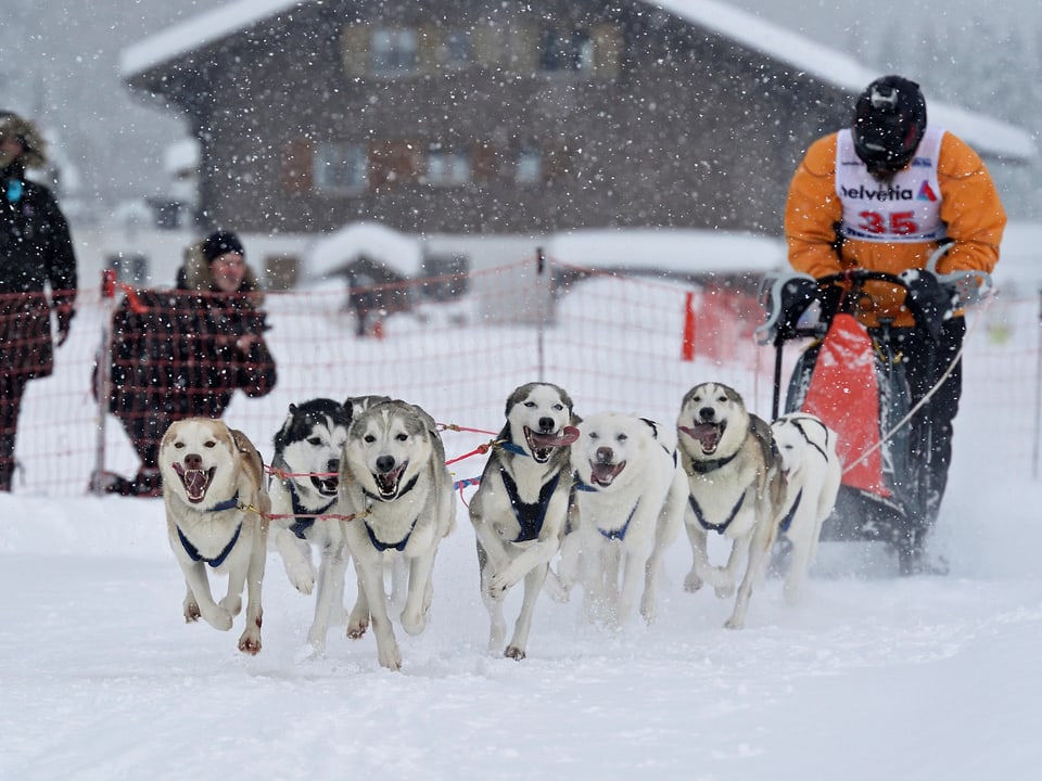Ein Gespann von Schlittenhunden zieht ein warm eingepackten und mit Helmbestückten Fahrer durch das Schneegestöber.