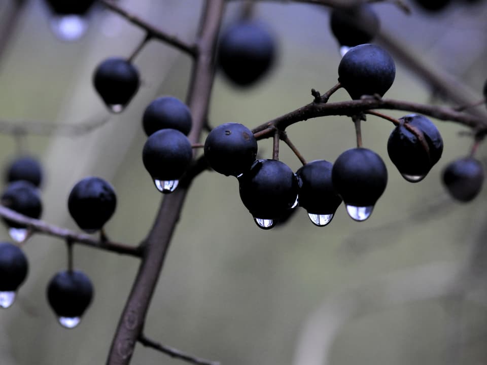 Regentropfen hängen an den Beeren des Schwarzdorns.