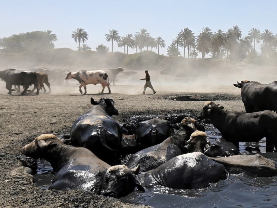 Bauer mit Kuhherde in ausgetrocknetem Fluss, südlich von Bagdad (Sommer 2022)