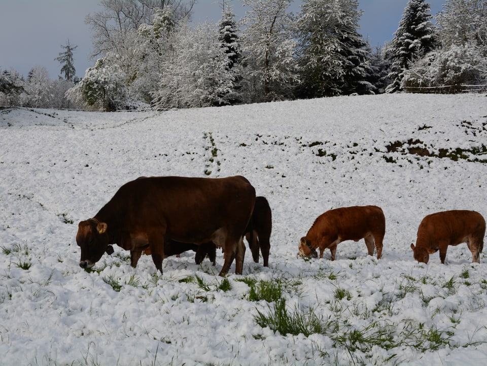 Kühe grasen im Schnee.
