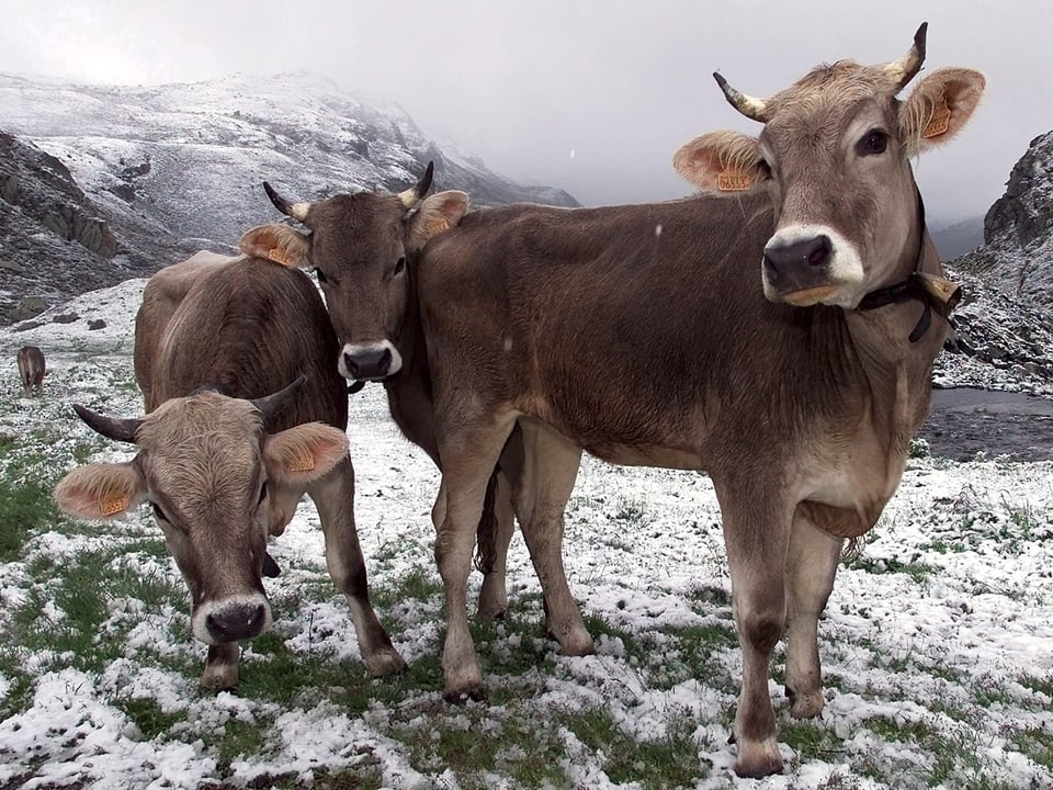 Drei Kühe auf einer leicht verschneiten Bergwiese.