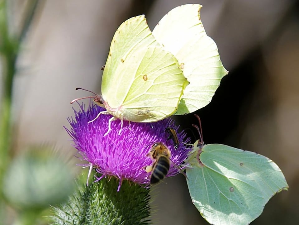 Zwie Falter un eine Biene auf einer Blume