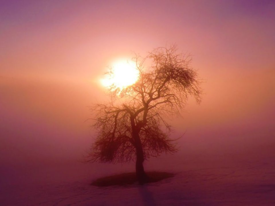 Von Rot über gelb bis blau: Sonne färbt Himmel und Nebel. Darin die Silhoutte eines Baumes.