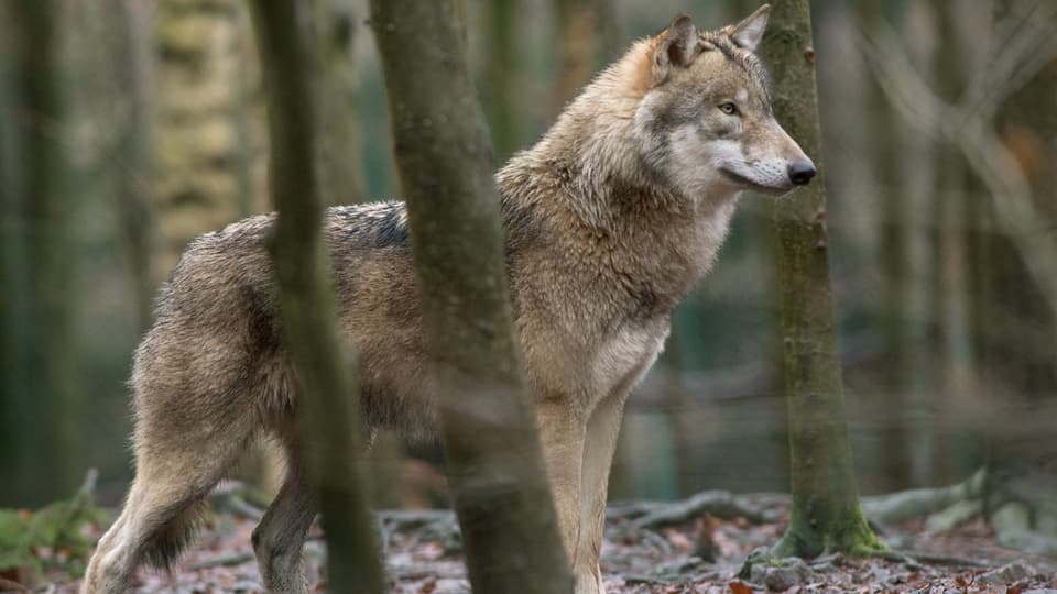 Wolf steht im Wald
