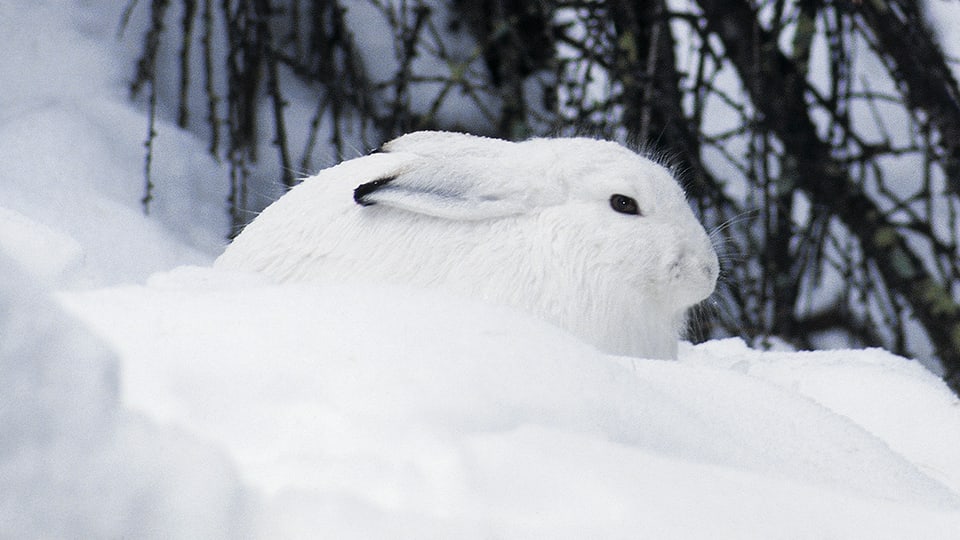 Schneehase