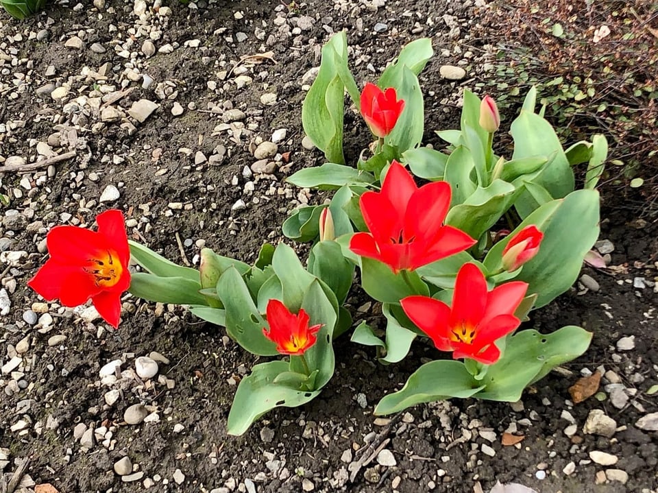 Die vielleicht erste blühende Tulpe (Tulipa) dieses Jahres …?