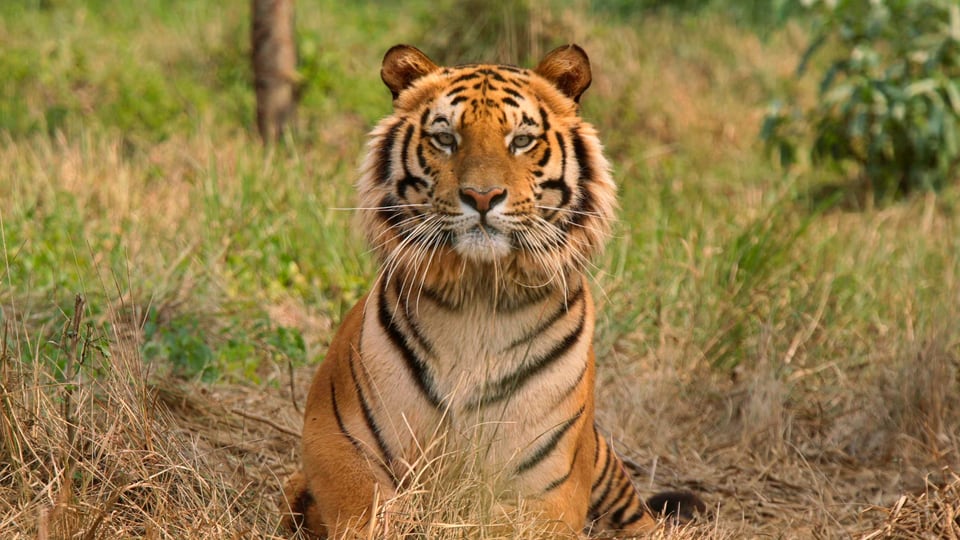 Tiger-Reportage aus Indien