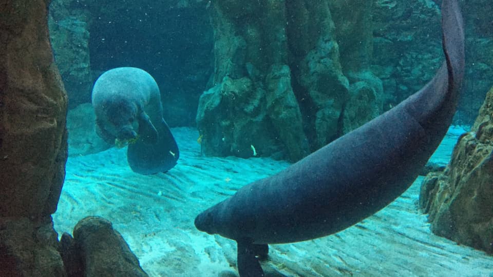 Robben im Aquarium