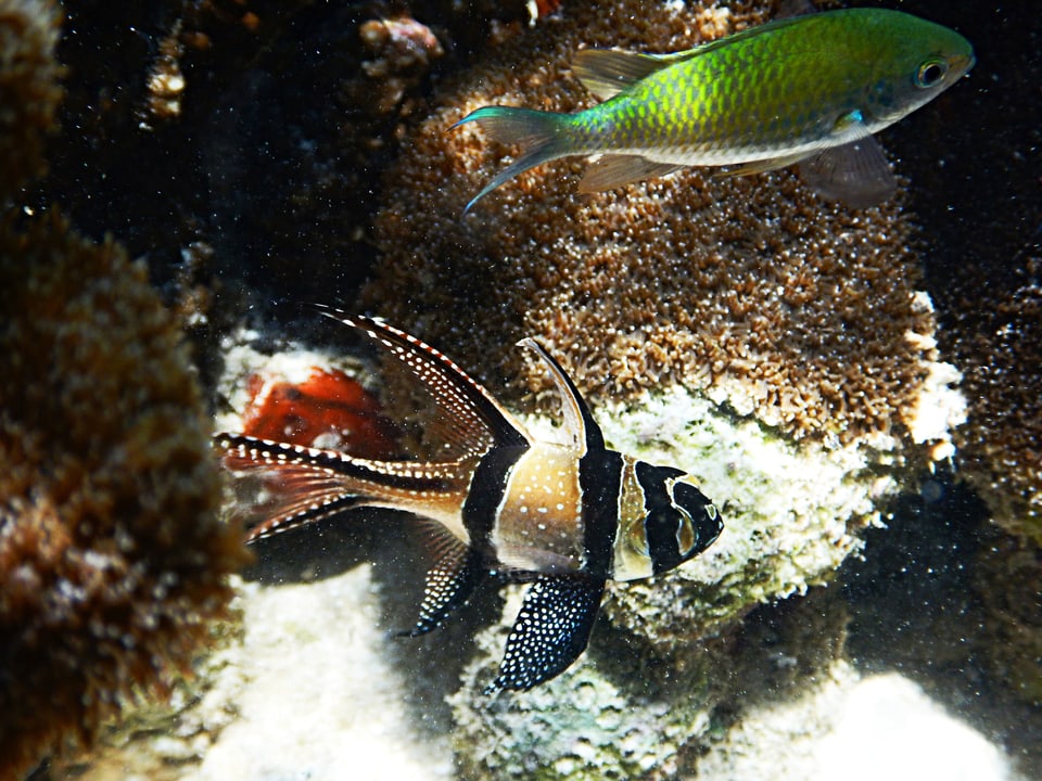 Freilebende Banggai-Kardinalfische in ihrem natürlichen Biotop. 