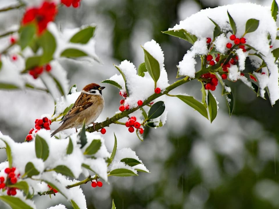 Ein Vogel auf einem zugeschneiten Ast, an dem rote Beeren hängen.