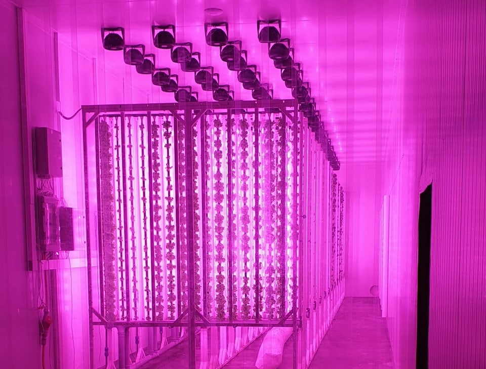 Blick in ein Labor, wo Salate vertikal wachsen
