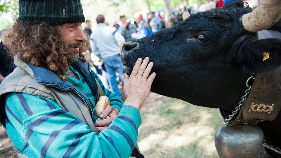 Ein Mann liebkost eine Kuh.