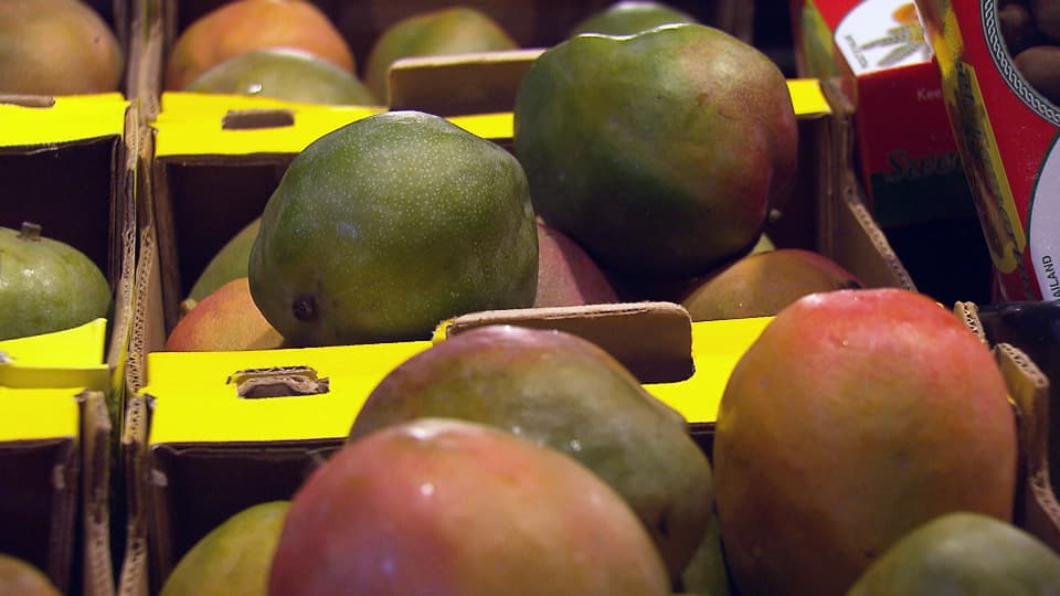 Südfrüchte-Transport - Mangos: Grosse Unterschiede bei der Ökobilanz