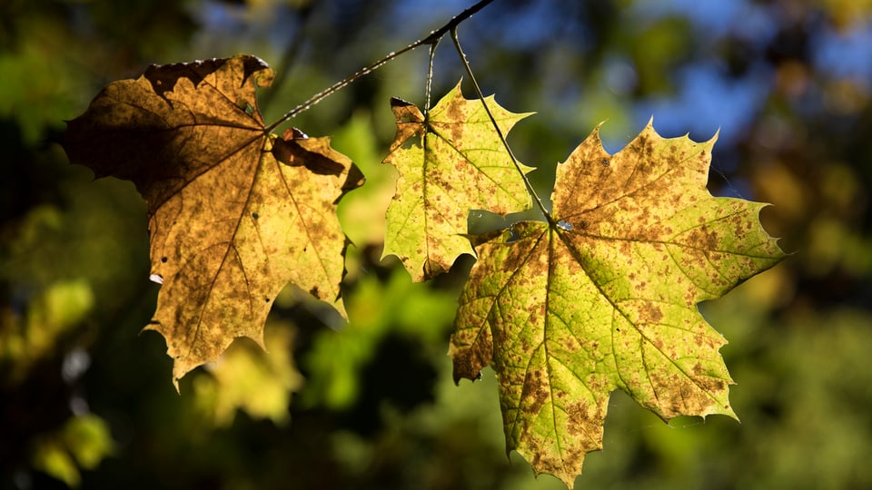 Wald und Trockenheit