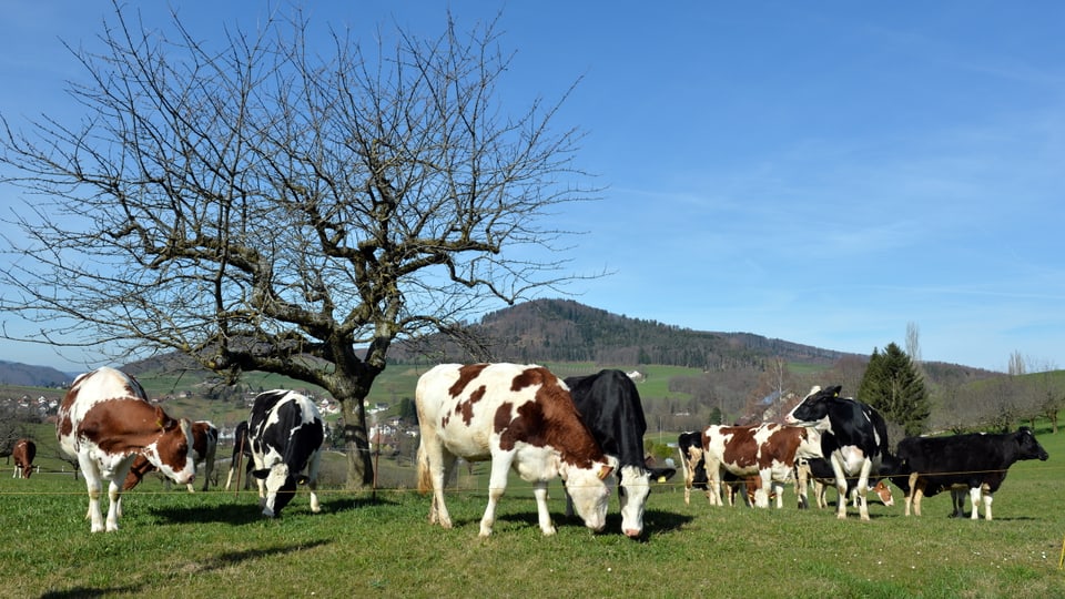 Kühe grasen unter blauem Himmel.