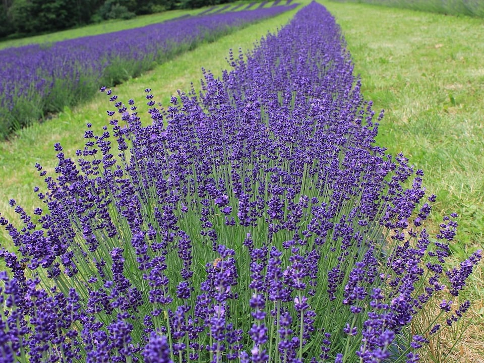 Grosses Lavendel-Feld.