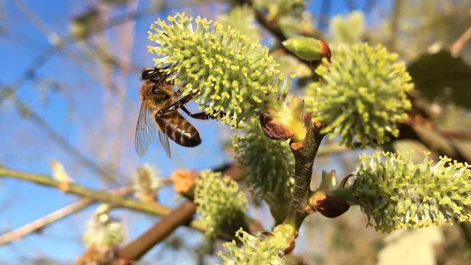 Biene auf einer Blüte