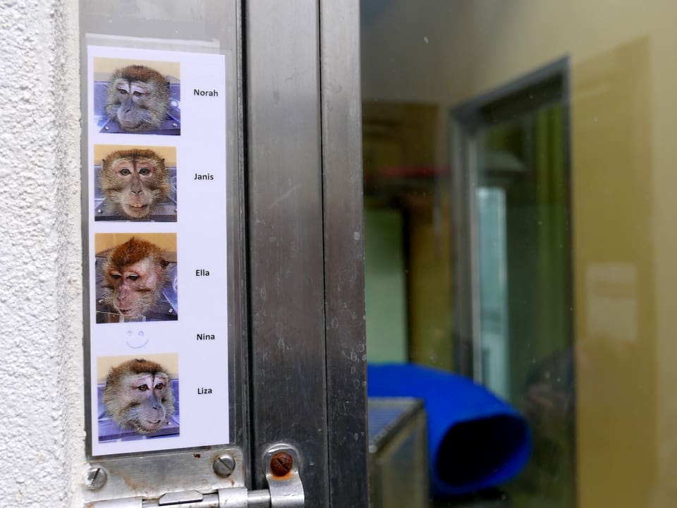Fotos von Affen in einer Art Kiste, danaben die Namen der Affen.