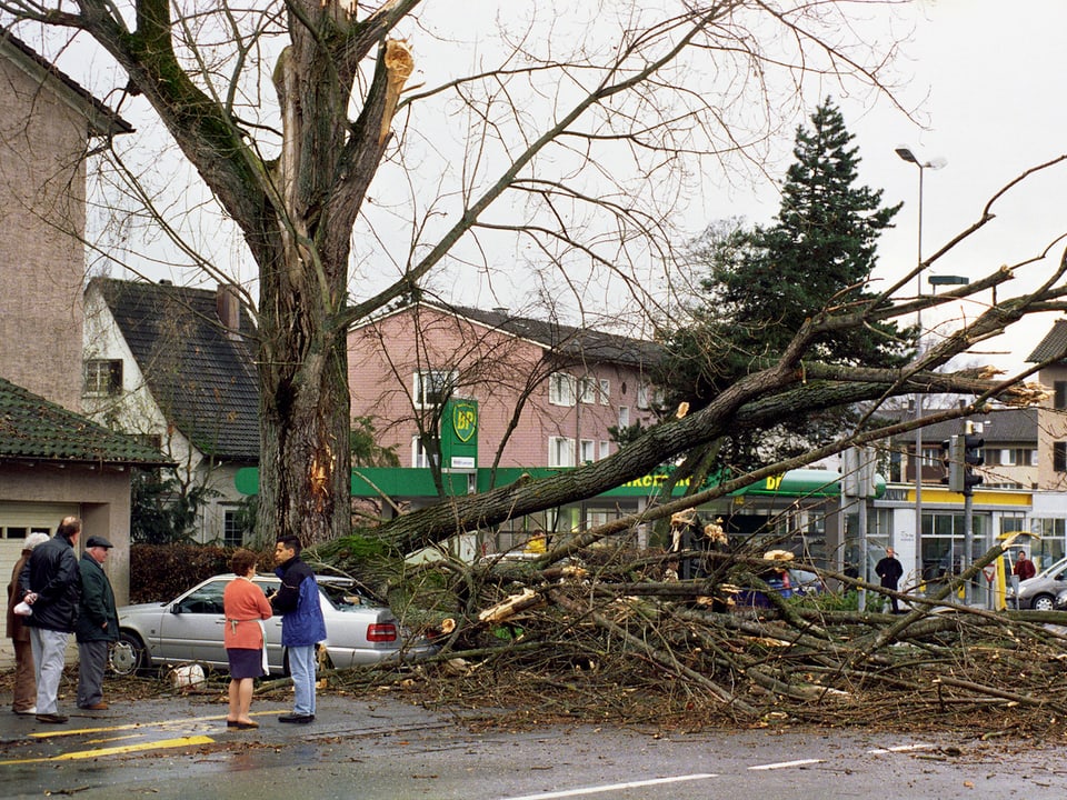Menschen betrachten umgestürzten Baum auf der Strasse