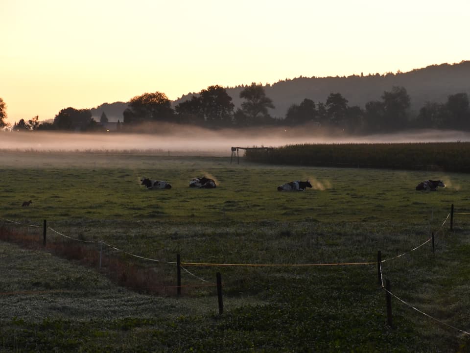 Morgenstimmung, Auf einer Wiese liegen Kühe, welche Dampfwolken austossen. Im Vordergrund lässt sich Reif auf dem Gras erkennen.