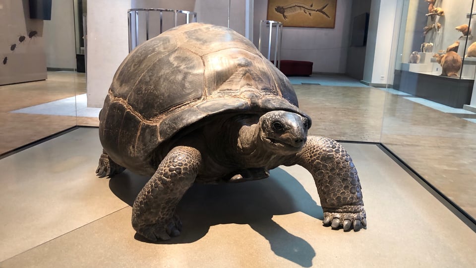 Riesenschildkröte im Museum.