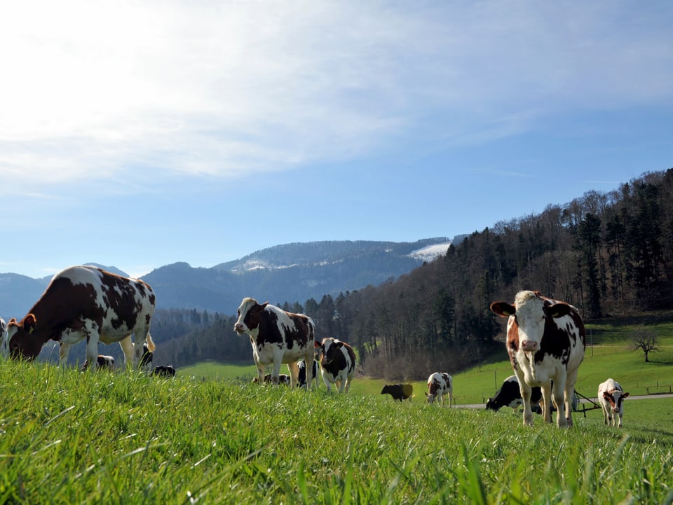 Aufnahme in Richtung Wasserfallen /Passwang, bei strahlendem Sonnenschein weiden Kühe auf den frisch ergrünten Wiesen.