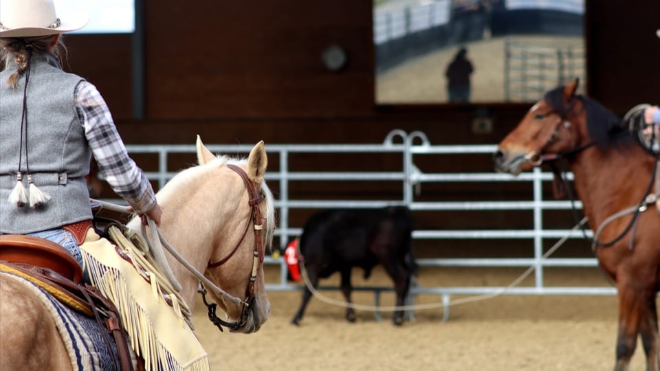Eine Reiterin und ein Reiter auf Pferden, im Hintergrund ein Rind mit Seil um den Hals