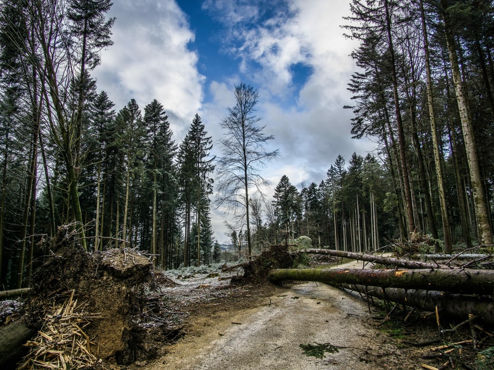 Umgekippte Bäume im Wald