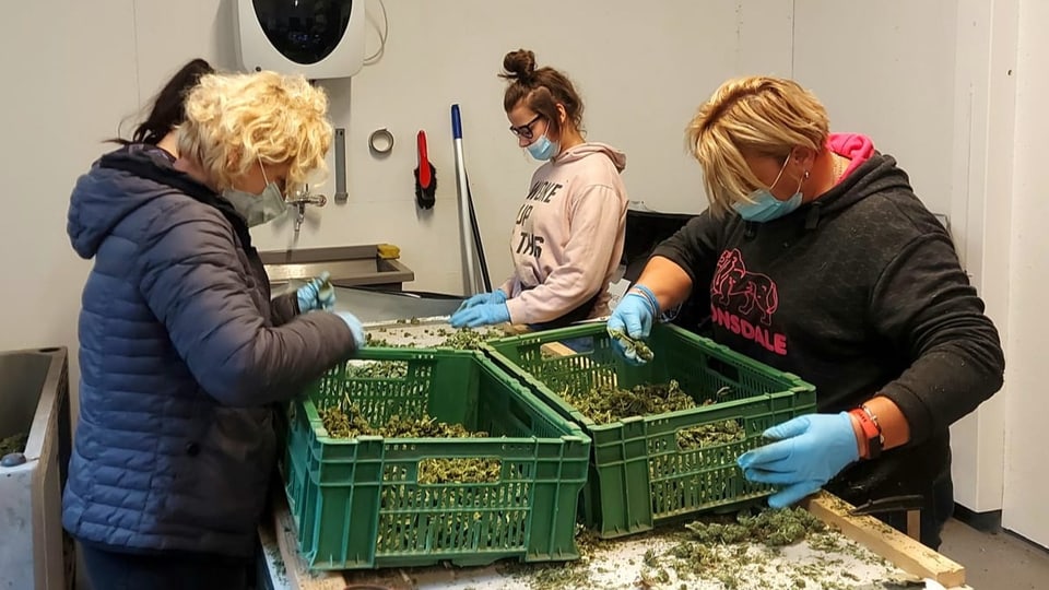 4 Frauen an einem Tisch sortieren Hanfblüten.