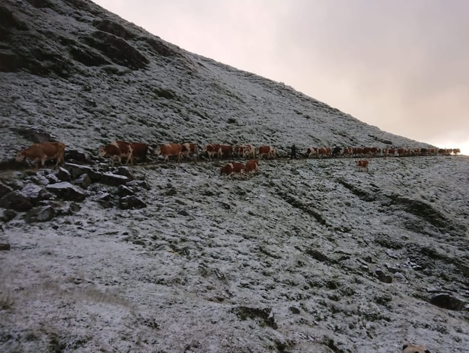 Rinder im Schnee.