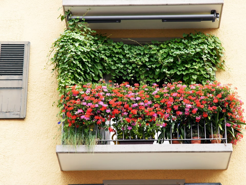 Blumenreicher Balkon