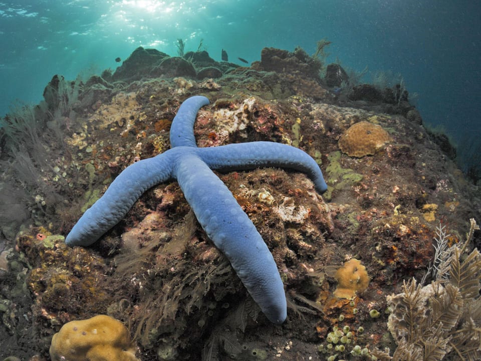 blauer Seestern auf bräunlicher Koralle in türkis Wasseer