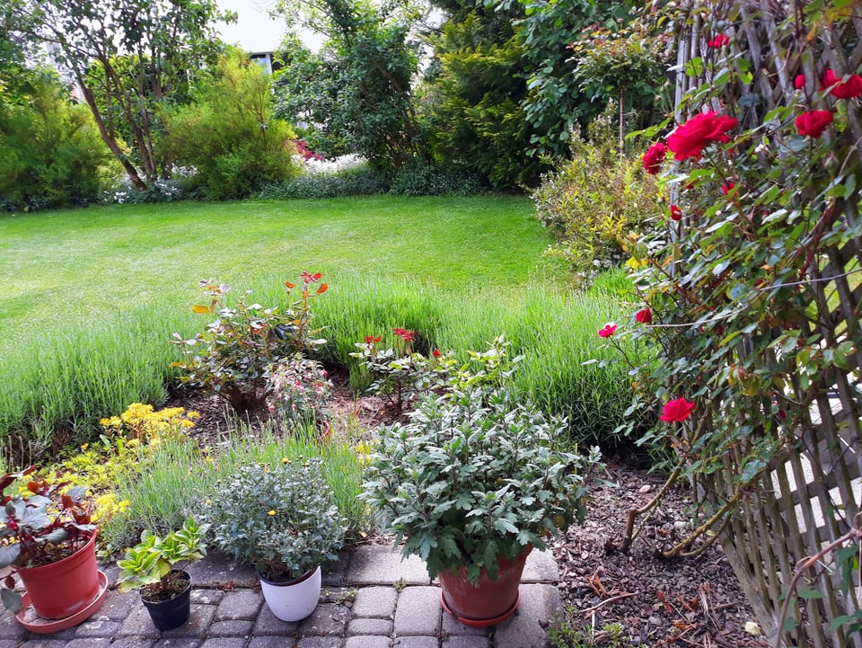 Rosenranke in einem Garten.