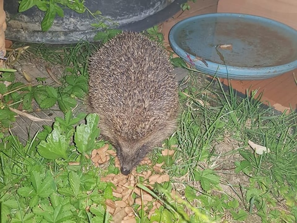 Fressender Igel