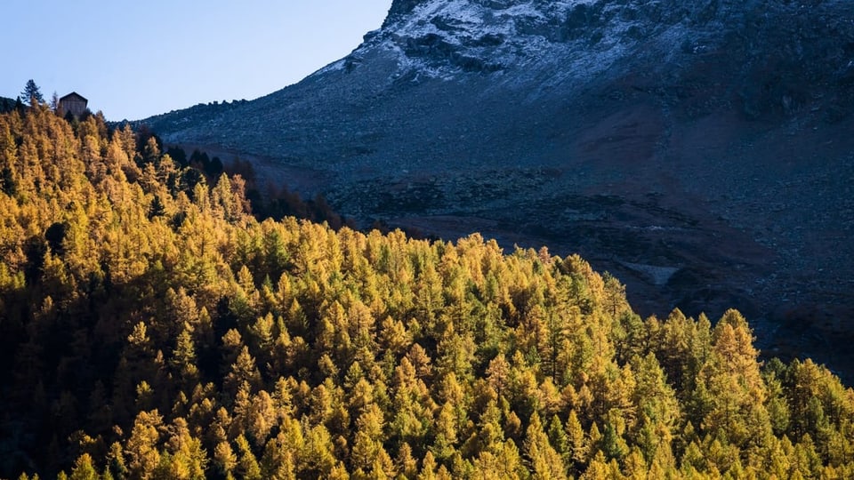 Ein Herbstwald in Saas-Fee, dahinter ein leicht verschneiter Berg.