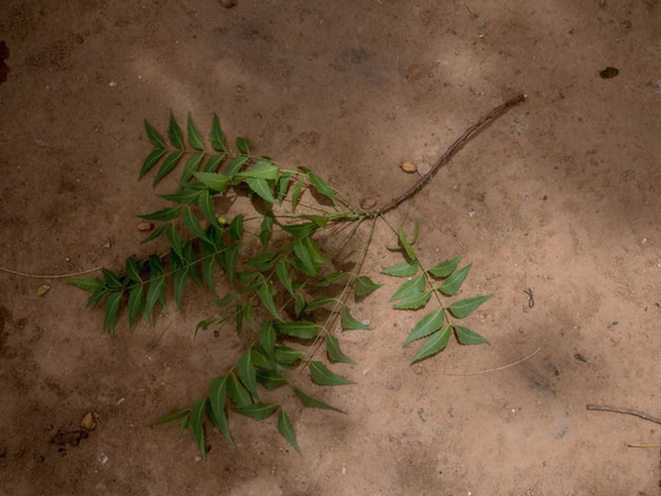 Ein Zweig dient in Burkina Faso als Zahnbürste.