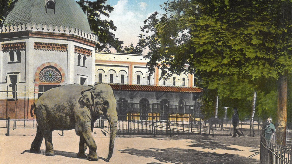 Alte Postkarte mit einem Elefanten.