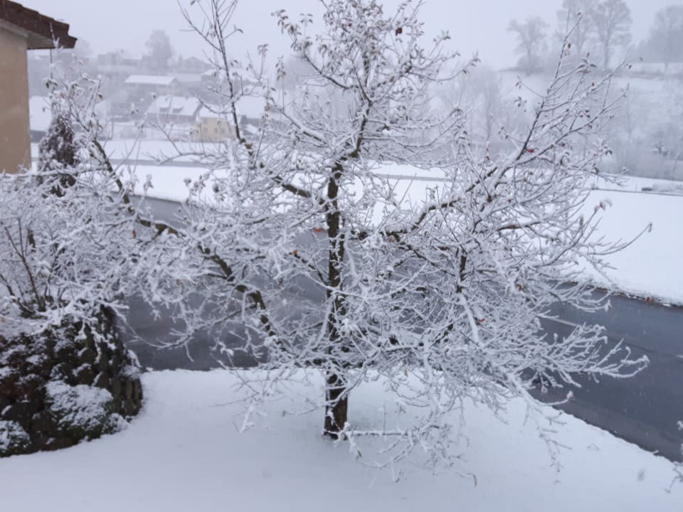 Baum mit Schnee auf Ästen
