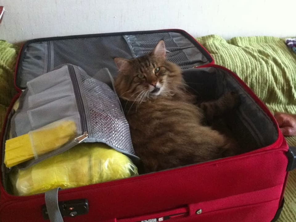 Katze liegt in offenem Koffer.