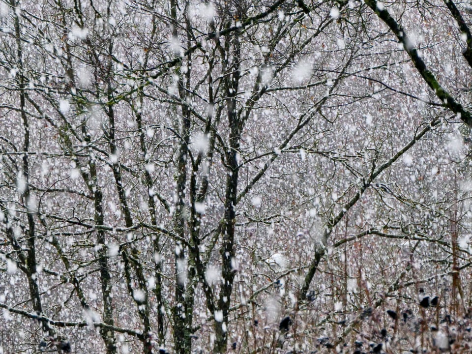 Grosse Schneeflocken fallen, im Hintergrund ein kahler Wald.