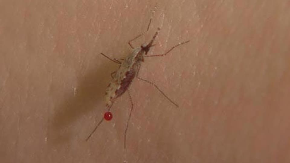 Eine Anopheles-Mücken sticht zu.