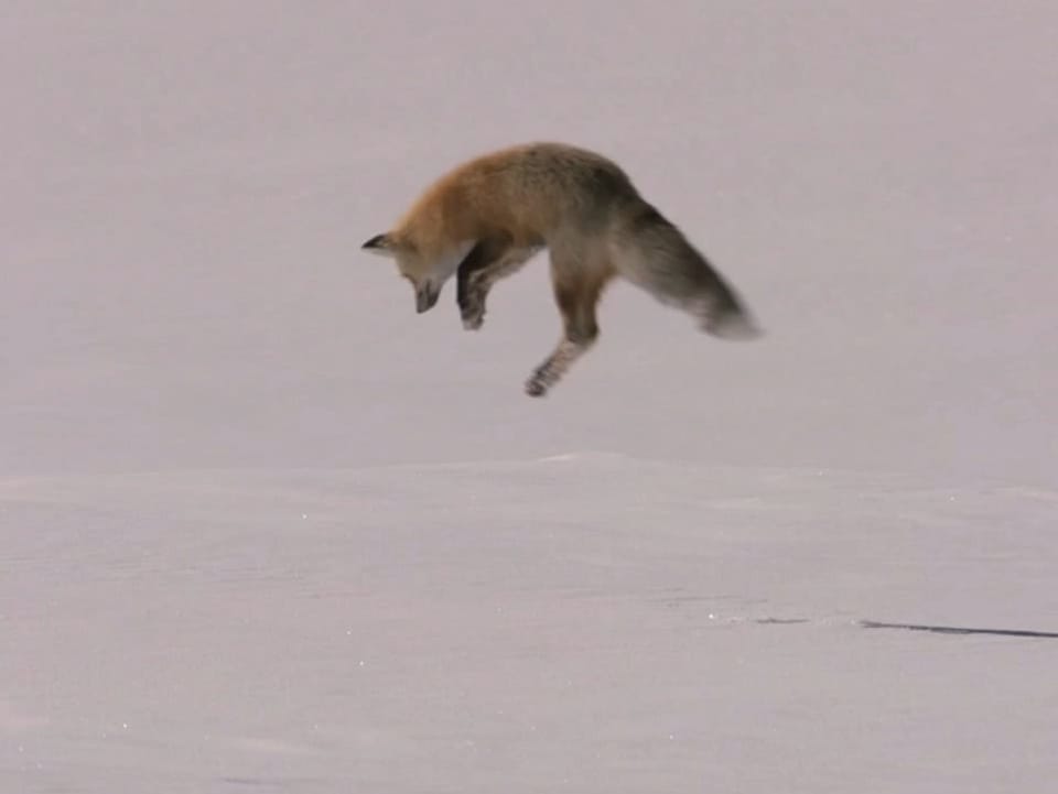 Ohne seine Beute zu sehen, hebt der Fuchs zum präzisen Riesensprung ab.