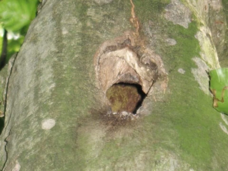Eine Baumhöhle