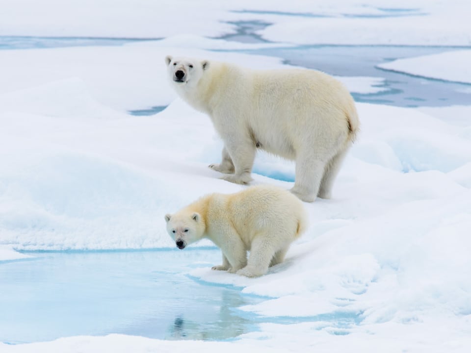 Zwei Eisbären im Eis