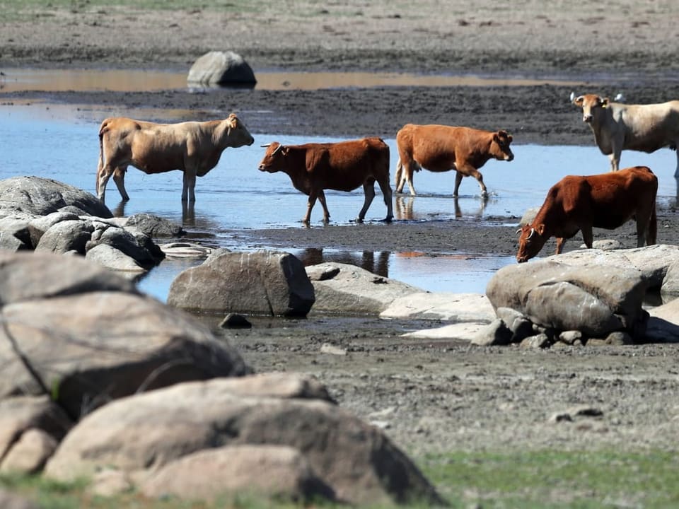 Rinder trinken Wasser aus einem Fluss in Portugal, der kaum noch Wasser führt. 