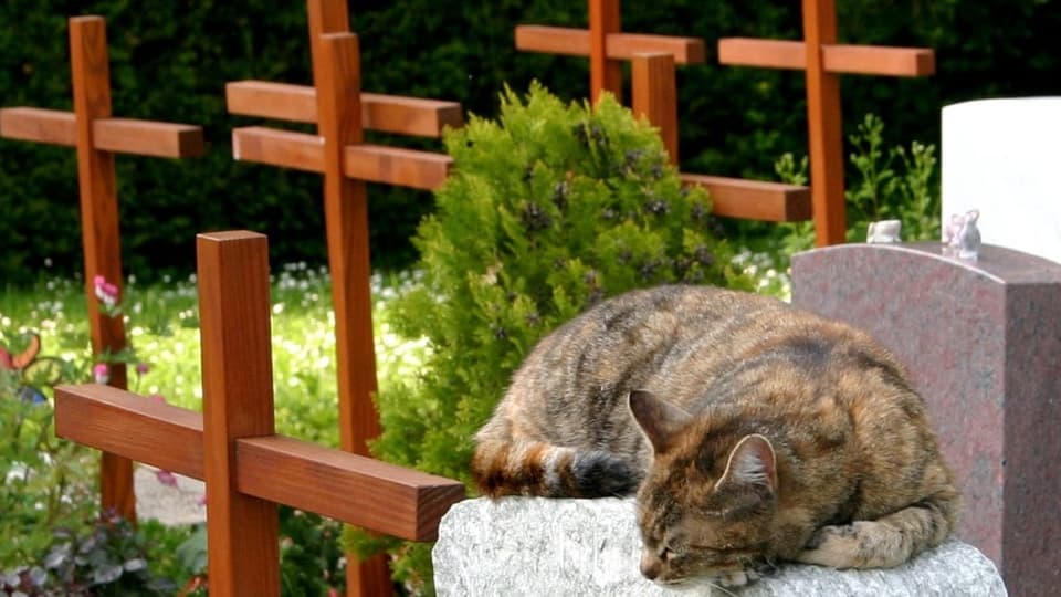 Katze auf Friedhof